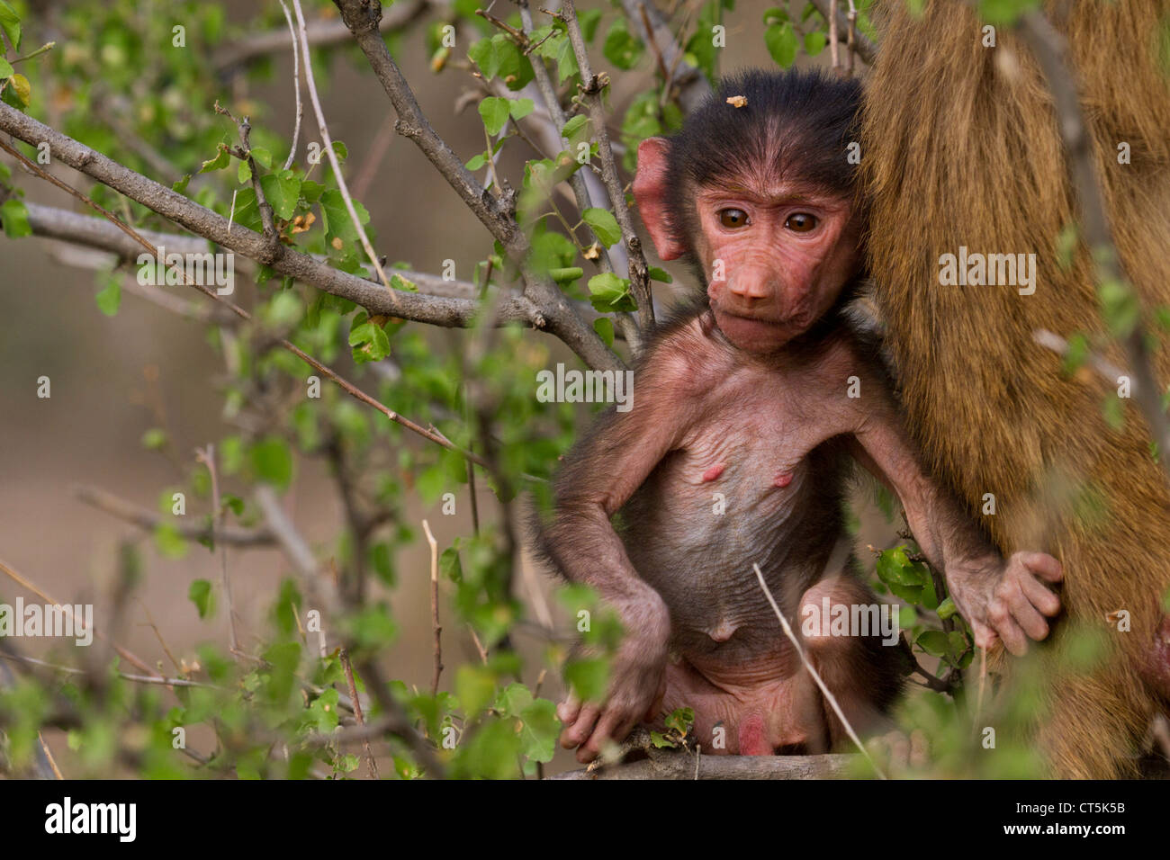 Young Hamadryas baboon (Papio hamadryas) Awash National Park Ethiopia. Stock Photo