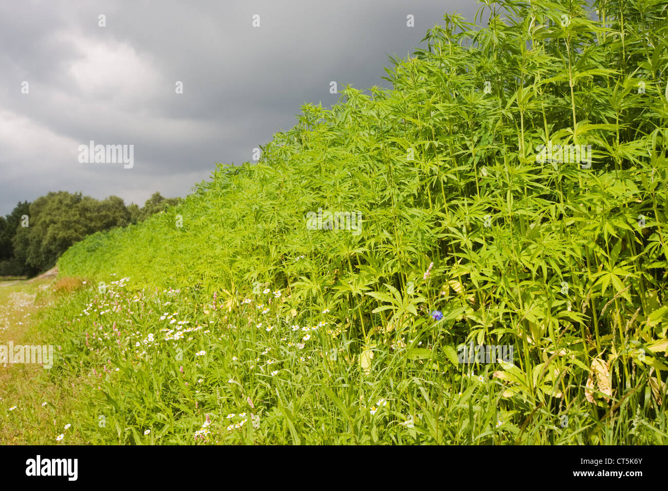 A field of Hemp (Cannabis sativa) for production of fibers, under a dark sky Stock Photo