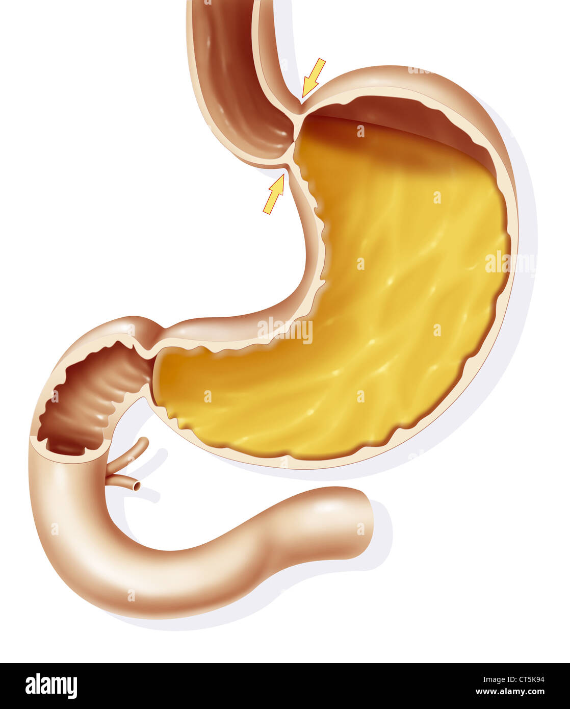 STOMACH, DRAWING Stock Photo