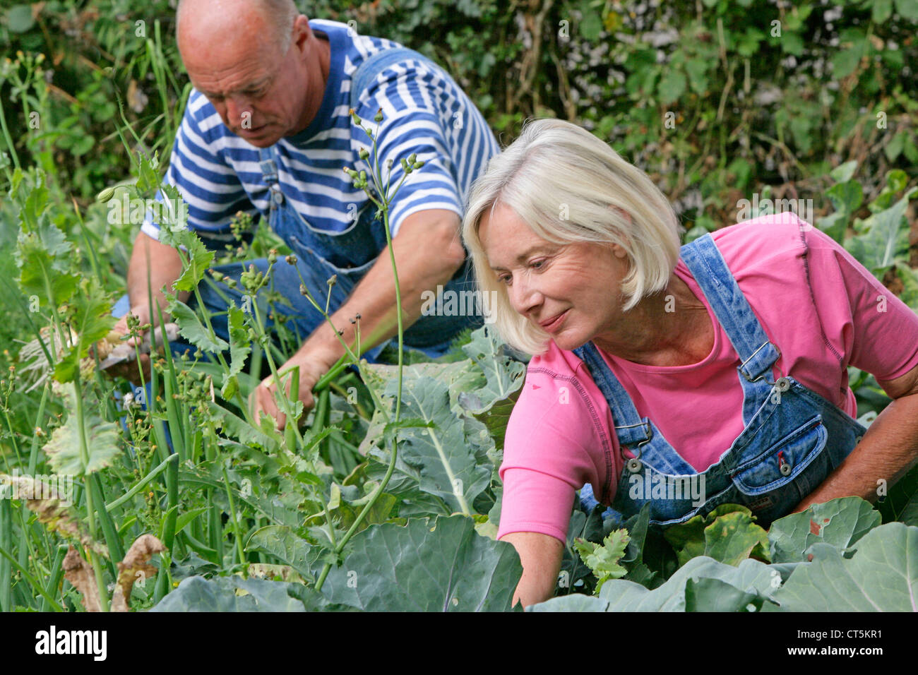 ELDERLY PERSON GARDENING Stock Photo Alamy