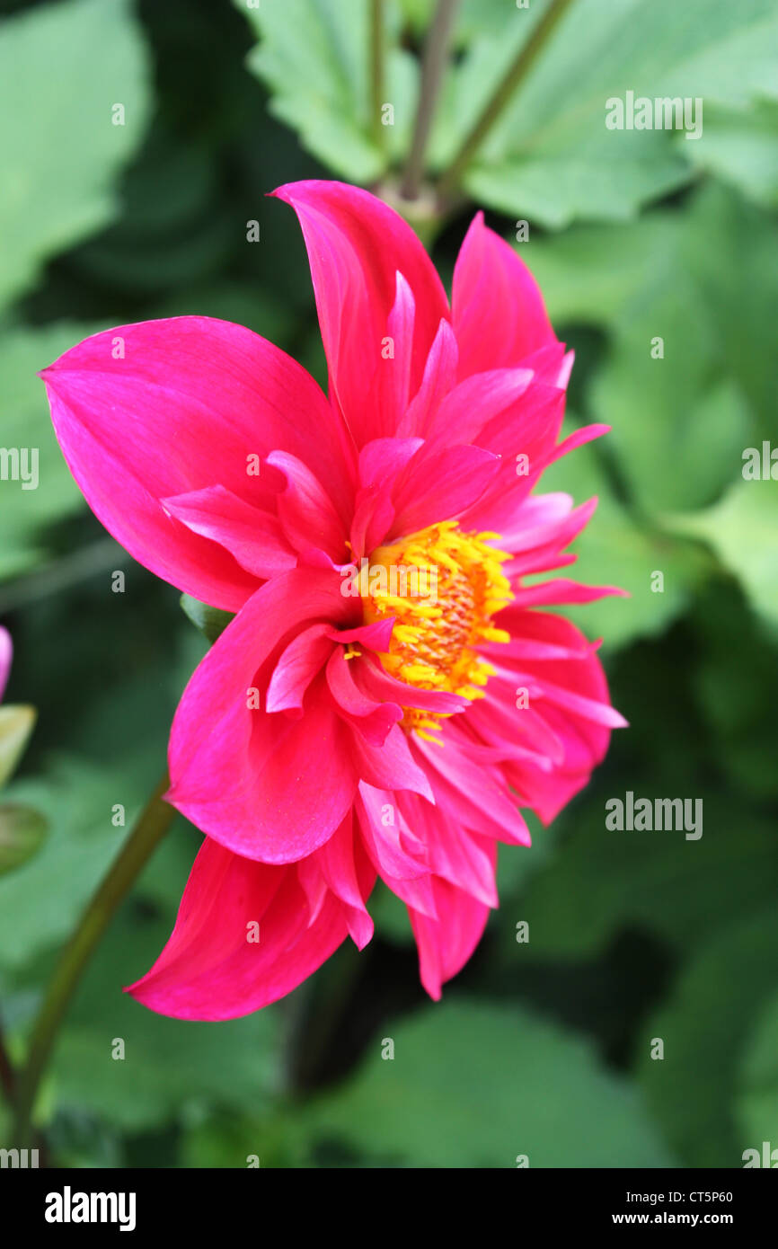 Fresh colorful flowering plants in garden Stock Photo - Alamy