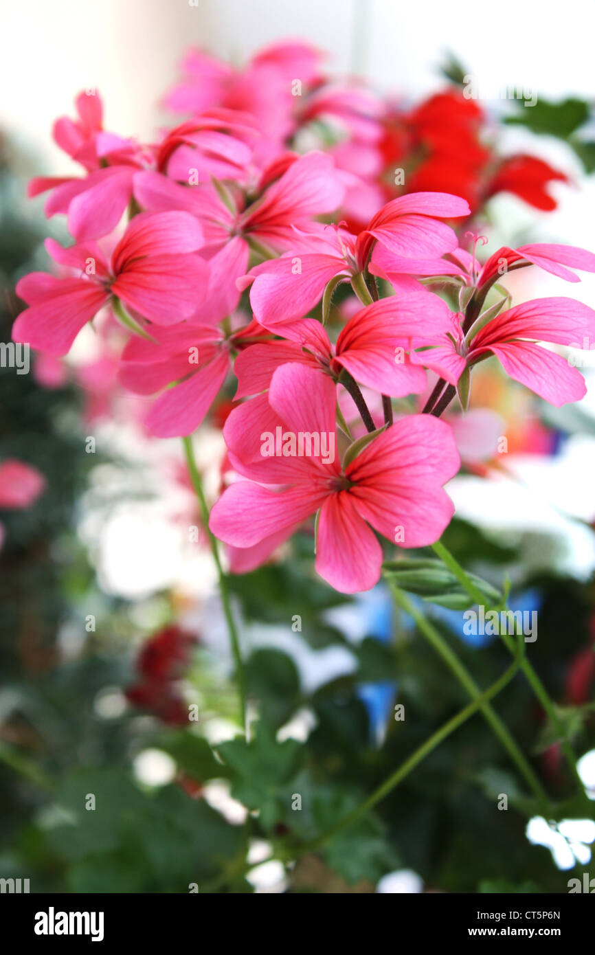 Fresh colorful flowering plants in garden Stock Photo - Alamy
