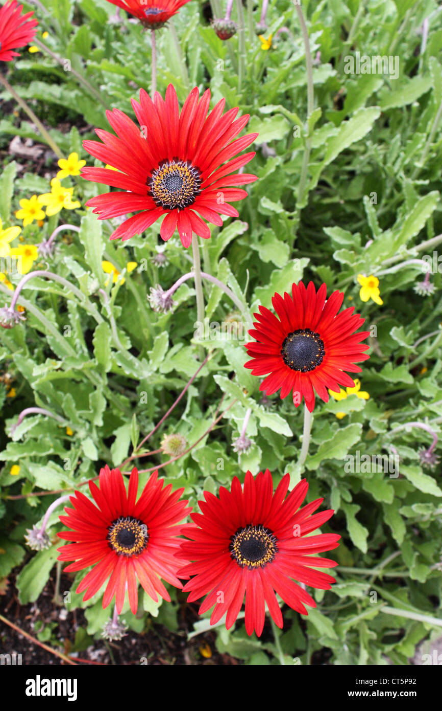 Fresh colorful flowering plants in garden Stock Photo - Alamy