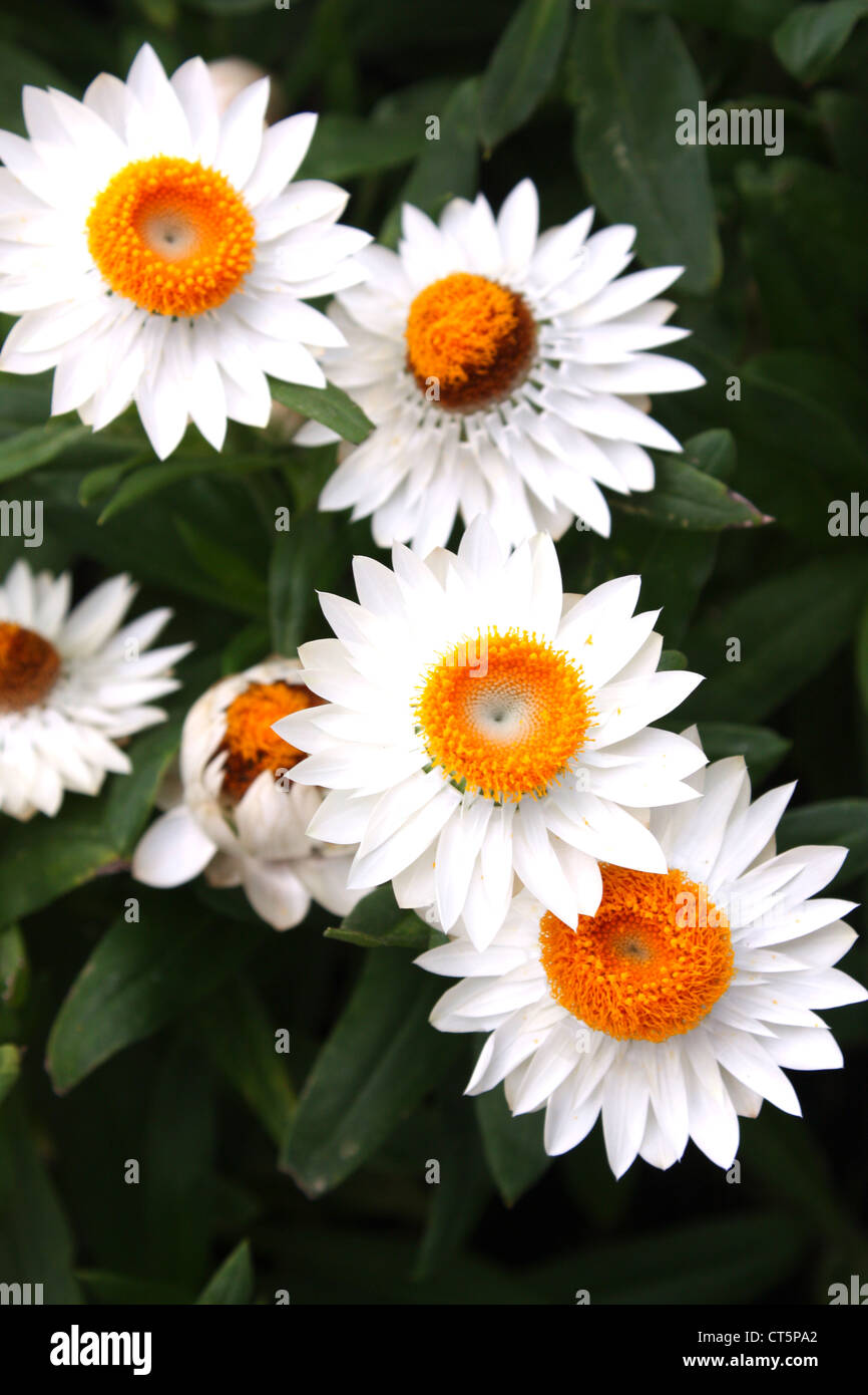 Fresh colorful flowering plants in garden Stock Photo - Alamy