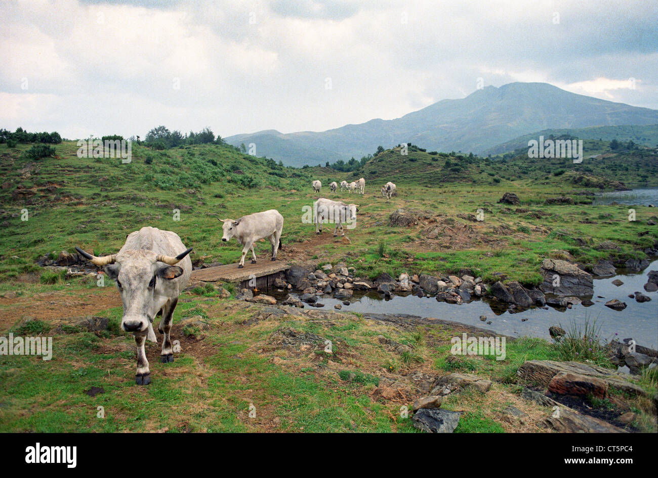 Gasconne cattle hires stock photography and images Alamy