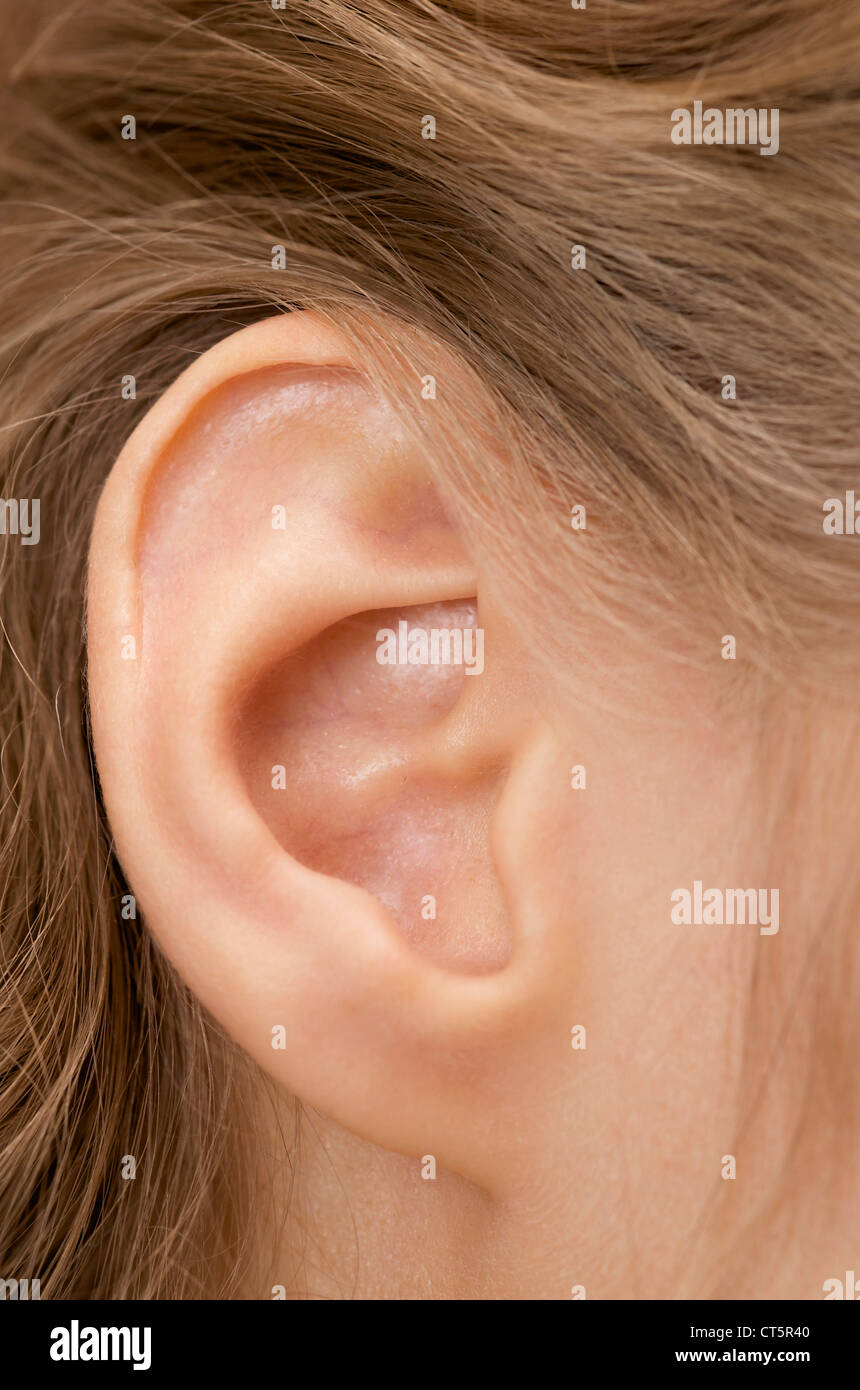 external auditory meatus skull external auditory meatus skull