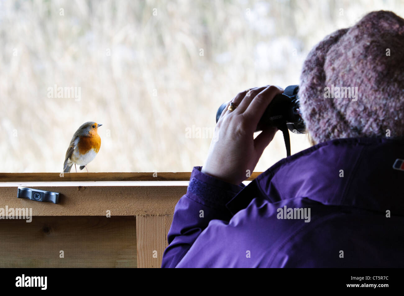 A cheeky robin perched on a hide window frame right under the nose of a birdwatcher scanning the distance through binoculars Stock Photo