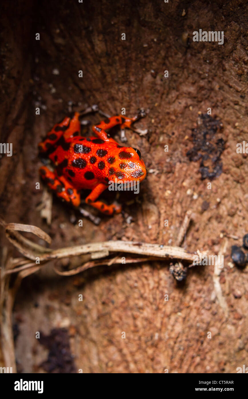 Strawberry or Red Poison-dart frog (Oophaga pumilio formerly Dendrobates pumilio) on Isla Bastimentos, Bocas del Toro, Panama. Stock Photo