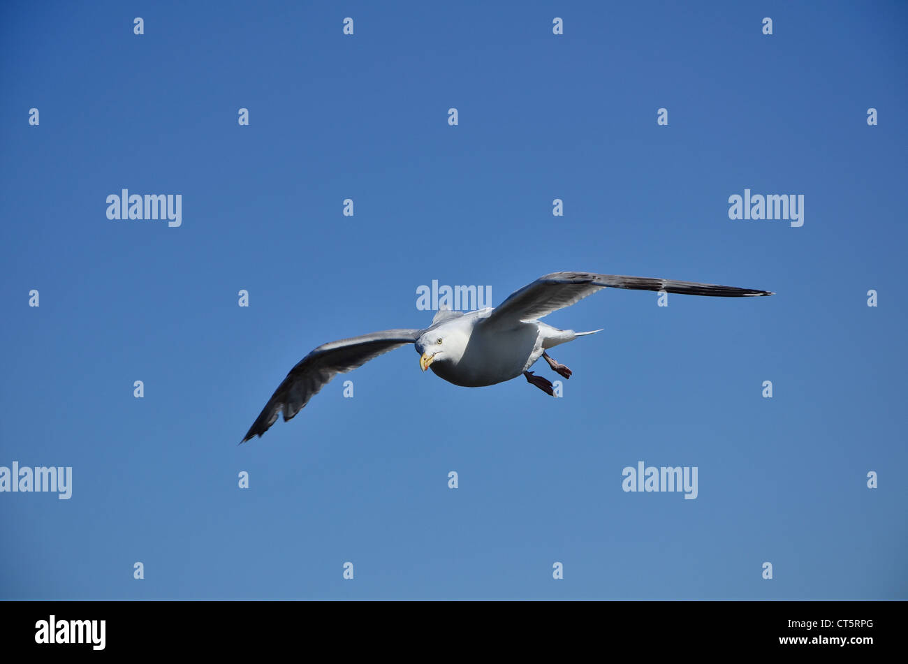 Seagull in Bridlington, Yorkshire Coast, United Kingdom Stock Photo