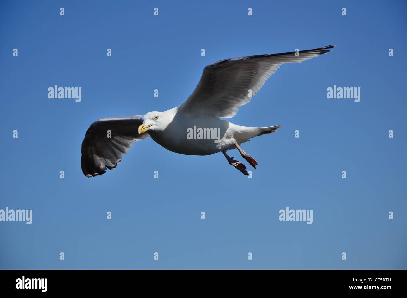 Seagull in Bridlington, Yorkshire Coast, United Kingdom Stock Photo