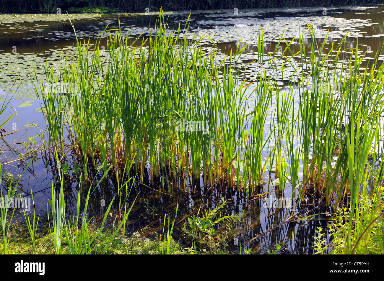 Monocotyledons plants hires stock photography and images Alamy