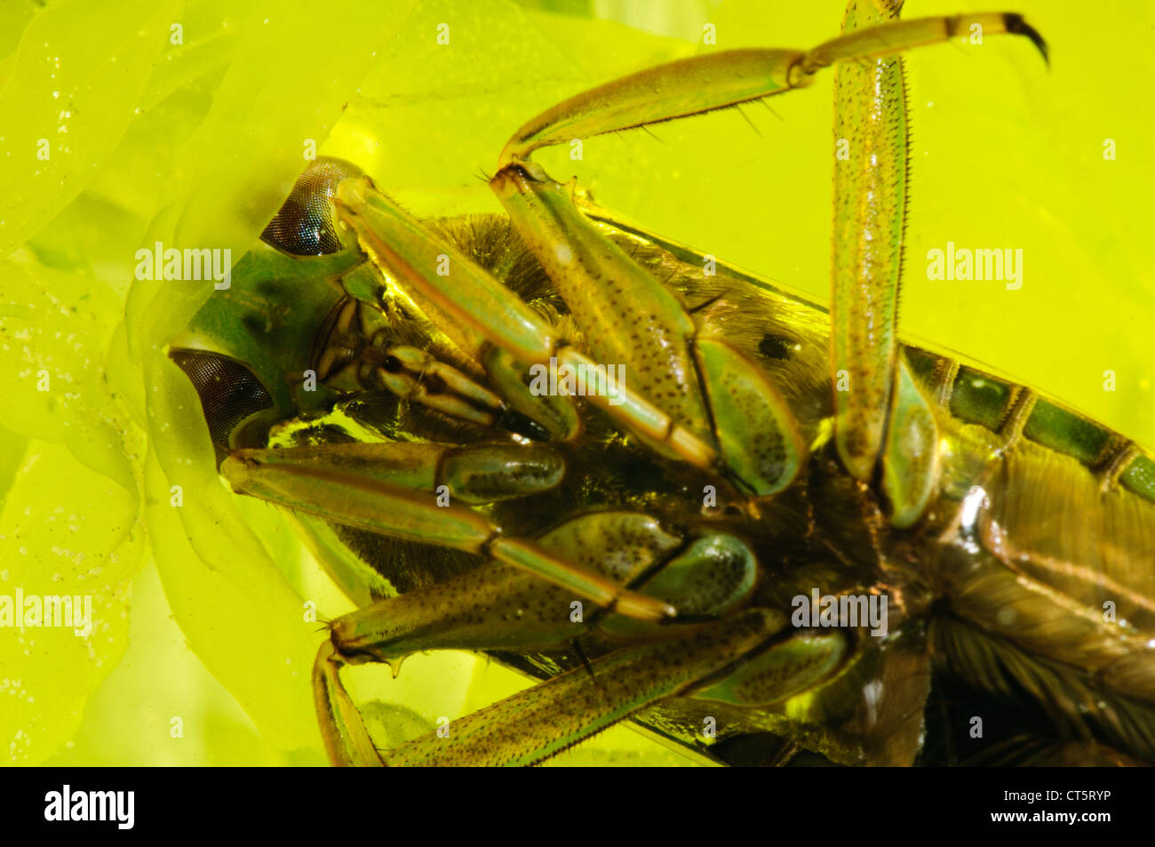 A backswimmer (Notonecta sp.) lurking in pond weed. Stock Photo