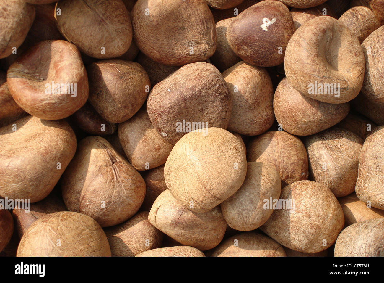 Dried areca nuts hires stock photography and images Alamy