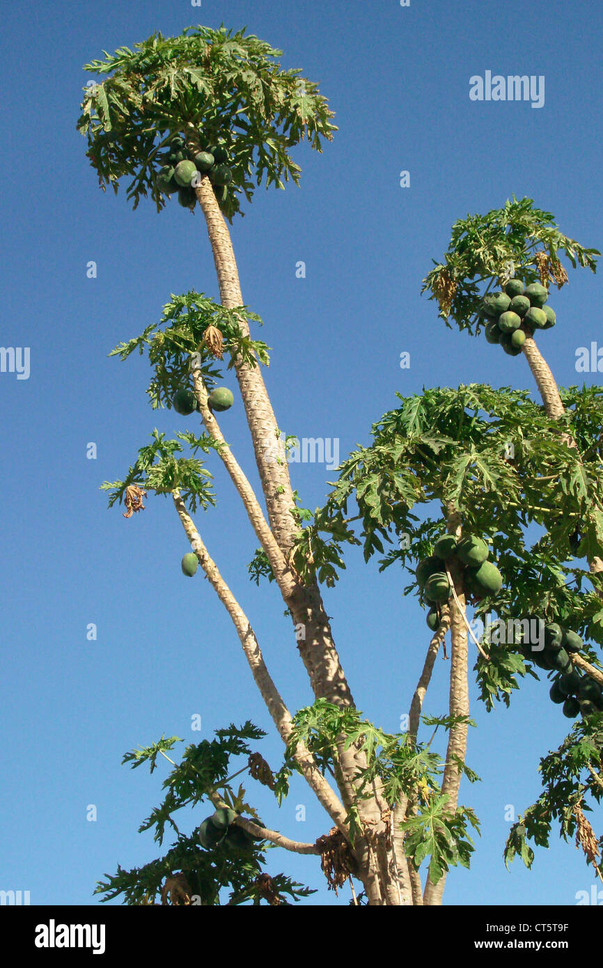 PAPAYA TREE Stock Photo