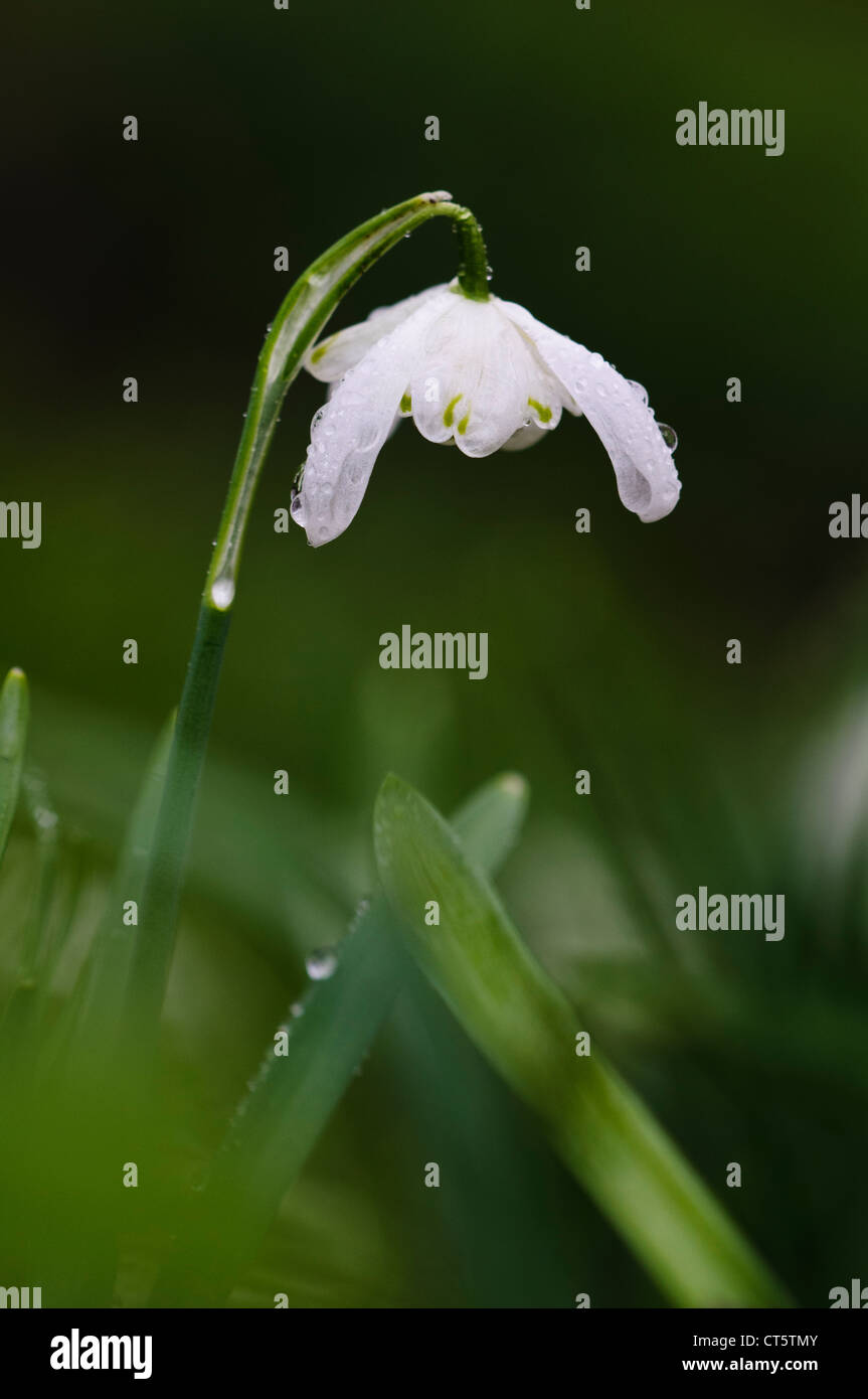 A single snowdrop flower (Galanthus nivalis) covered in raindrops. In ...
