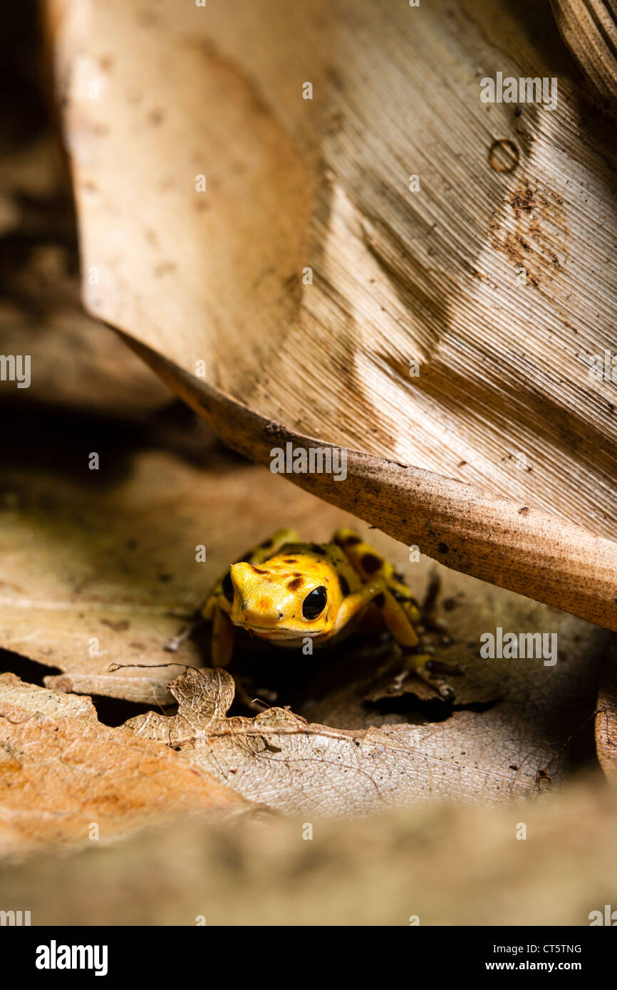Yellow Bastimentos Poison-dart frog (Oophaga pumilio formerly Dendrobates pumilio) on Isla Bastimentos, Bocas del Toro, Panama. Stock Photo