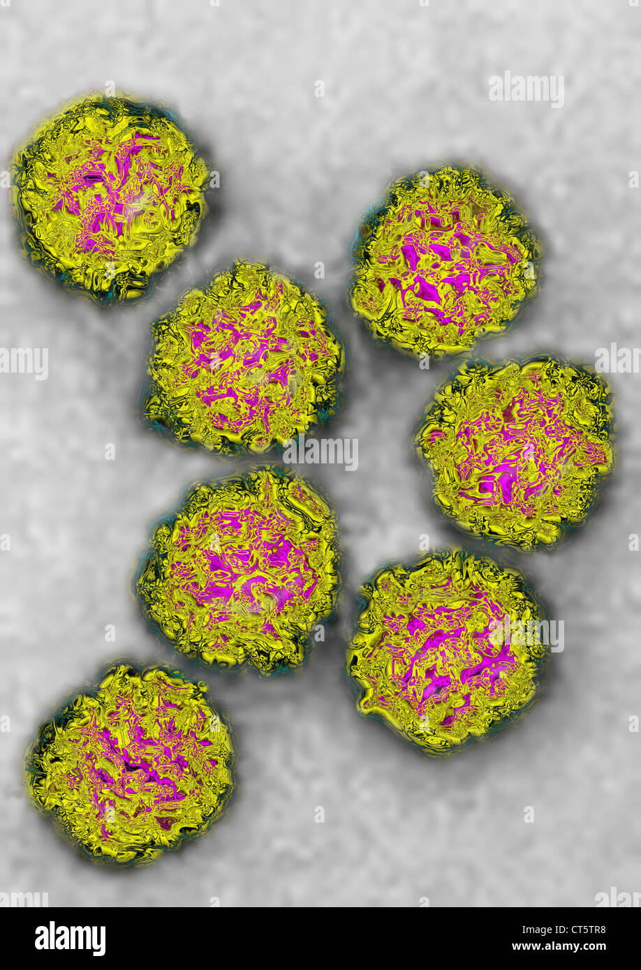 COXSACKIE VIRUS Stock Photo Alamy
