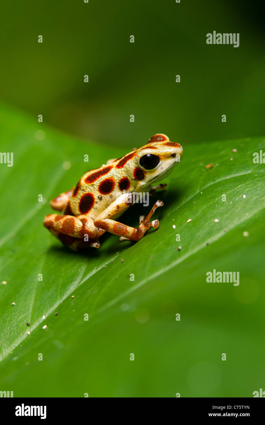Yellow Bastimentos Poison-dart frog (Oophaga pumilio formerly Dendrobates pumilio) on Isla Bastimentos, Bocas del Toro, Panama. Stock Photo