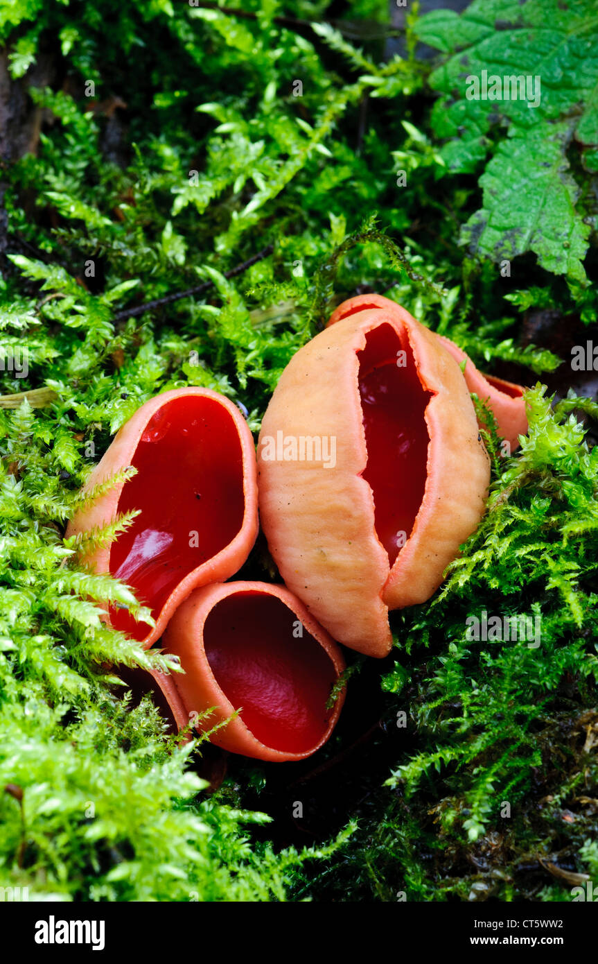 Scarlet elfcups (Sarcoscypha austriaca) growing on moss-covered wood at Sevenoaks Wildlife Reserve, Kent. February. Stock Photo