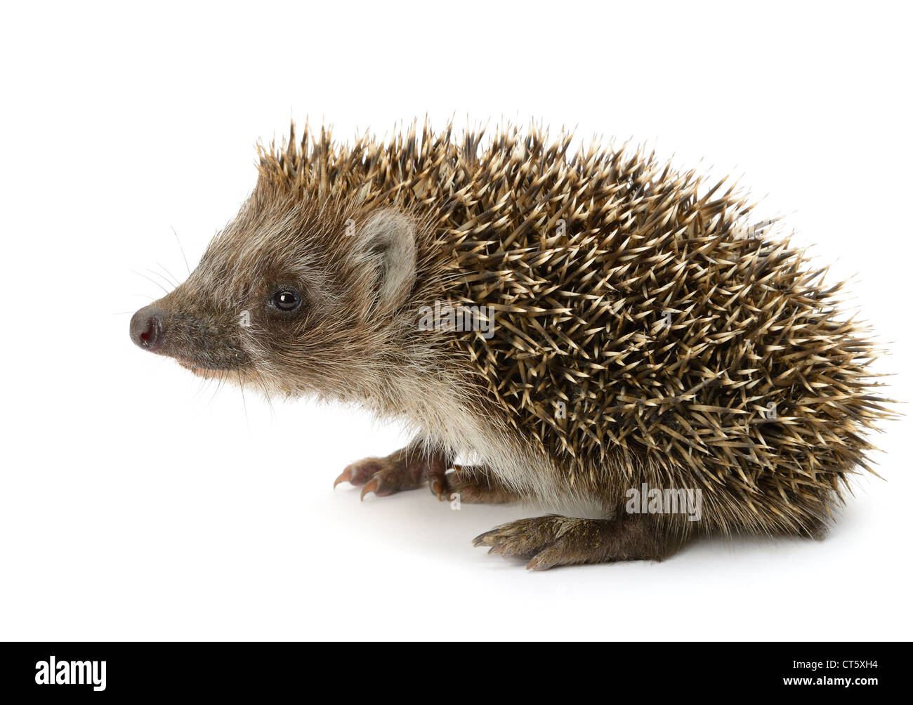 hedgehog isolated. Small mammal with spiny hairs on its back and sides
