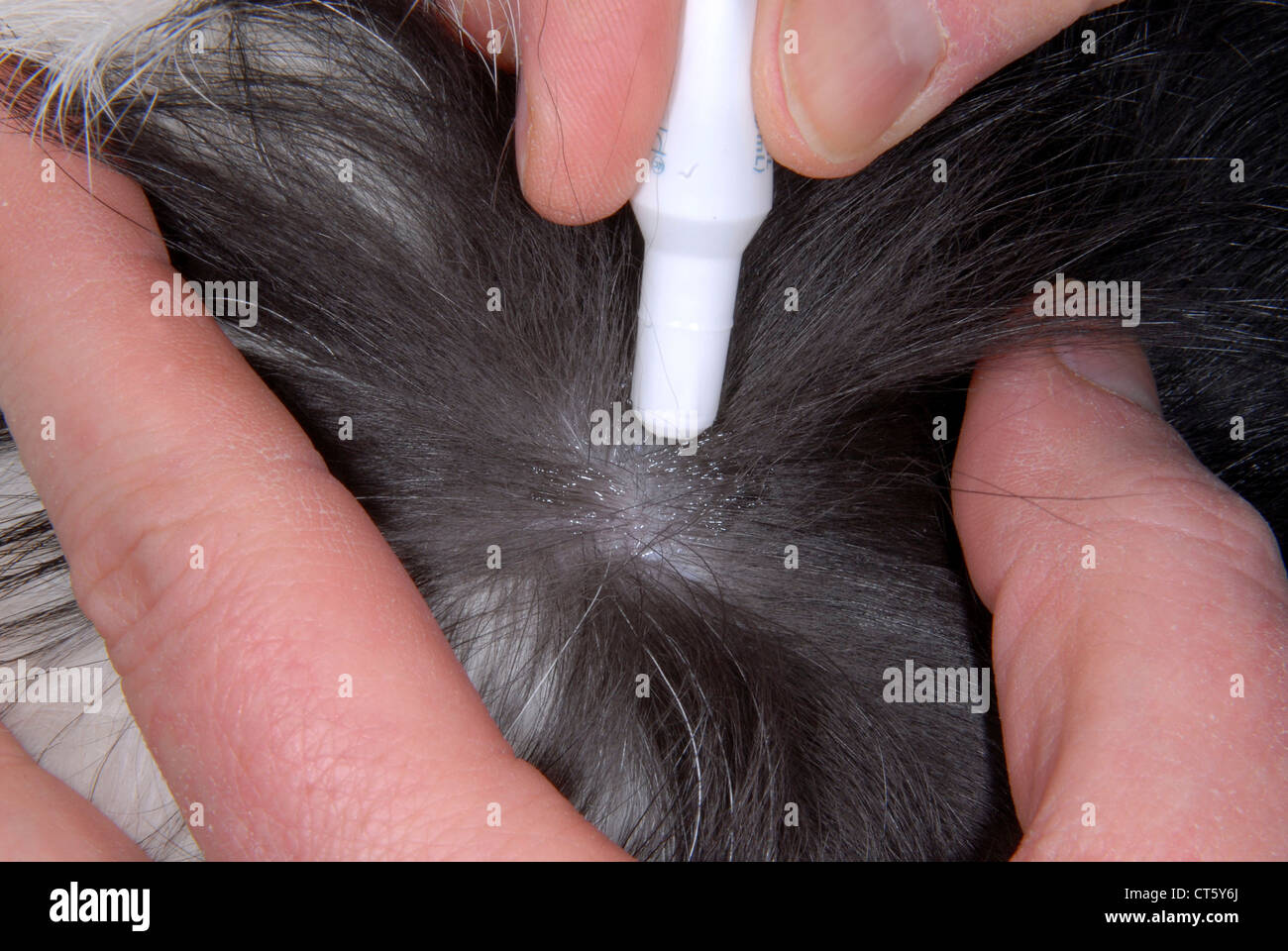 Flea treatment hires stock photography and images Alamy
