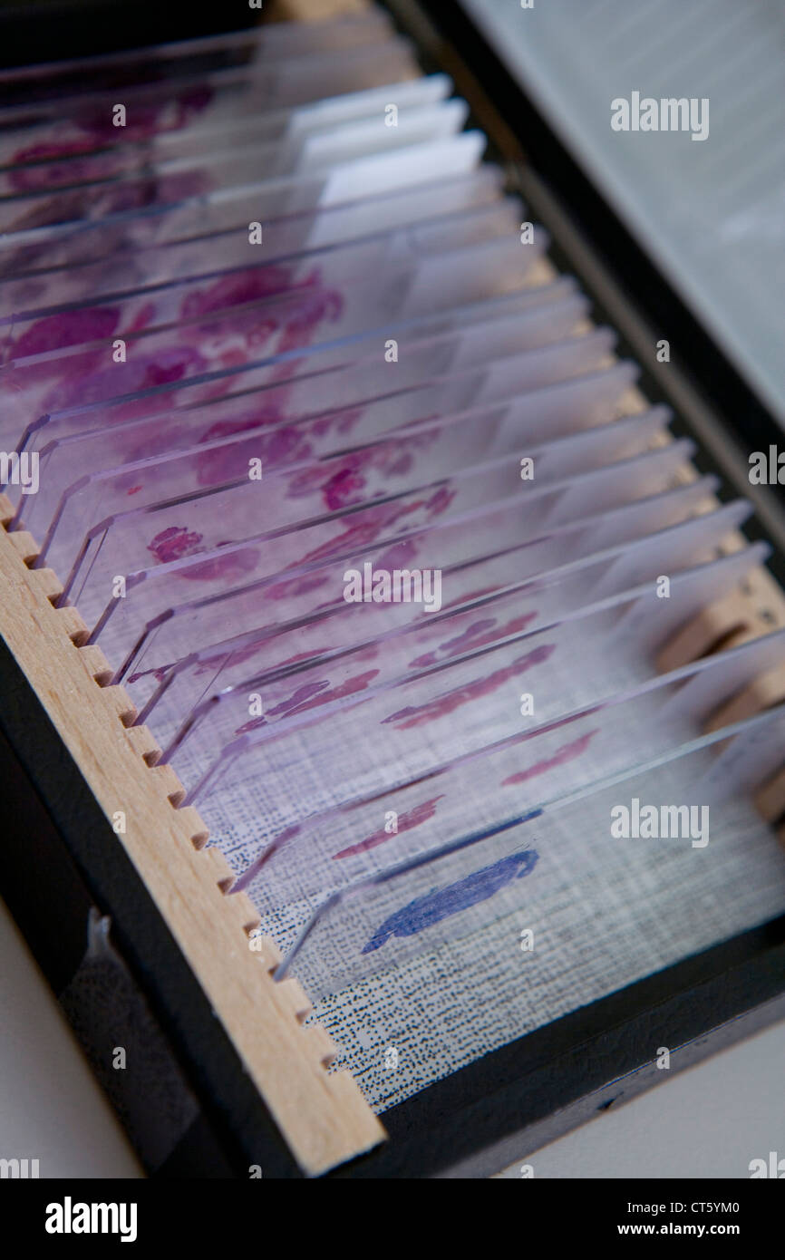 HISTOLOGY Stock Photo