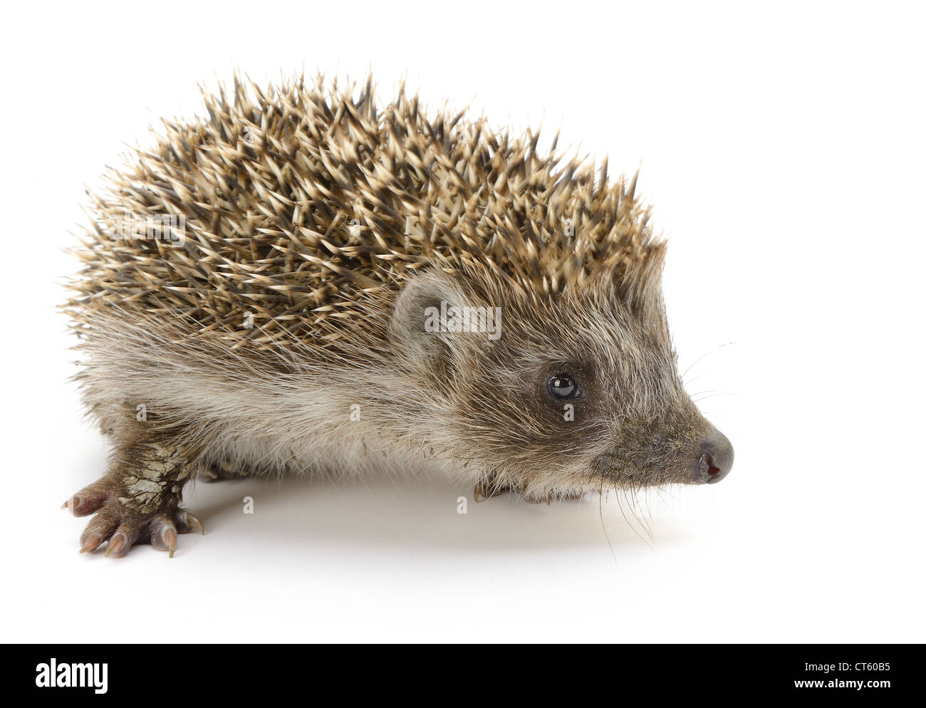 hedgehog isolated. Small mammal with spiny hairs on its back and sides  Stock Photo - Alamy