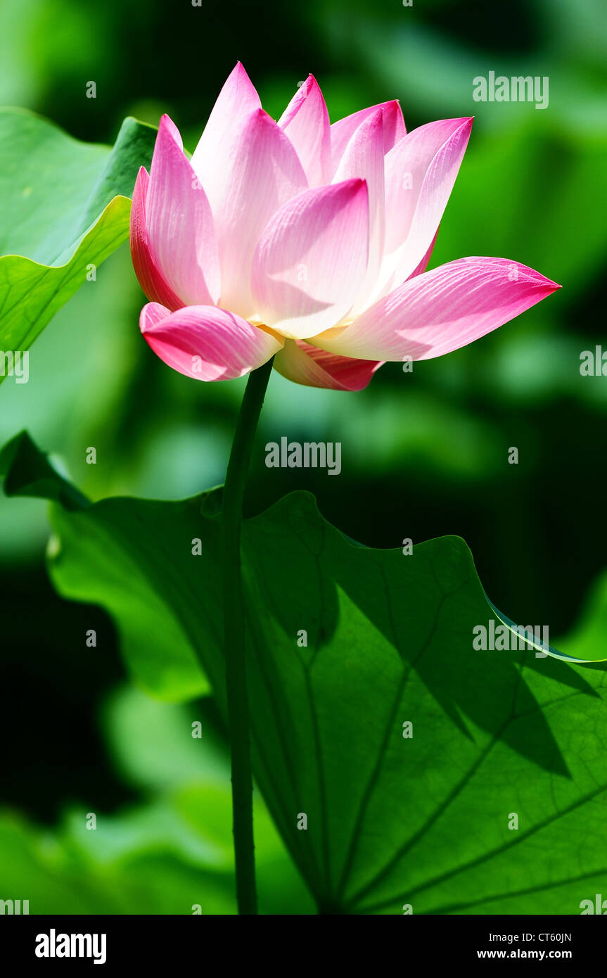 Blooming lotus flower in a pond in the summer sunlight Stock Photo Alamy