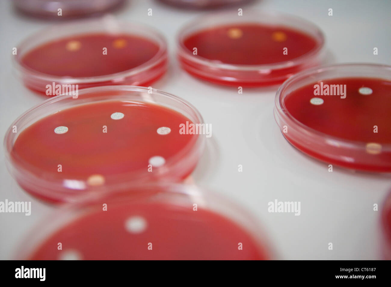 ANTIMICROB. SUSCEPTIBILITY TEST Stock Photo