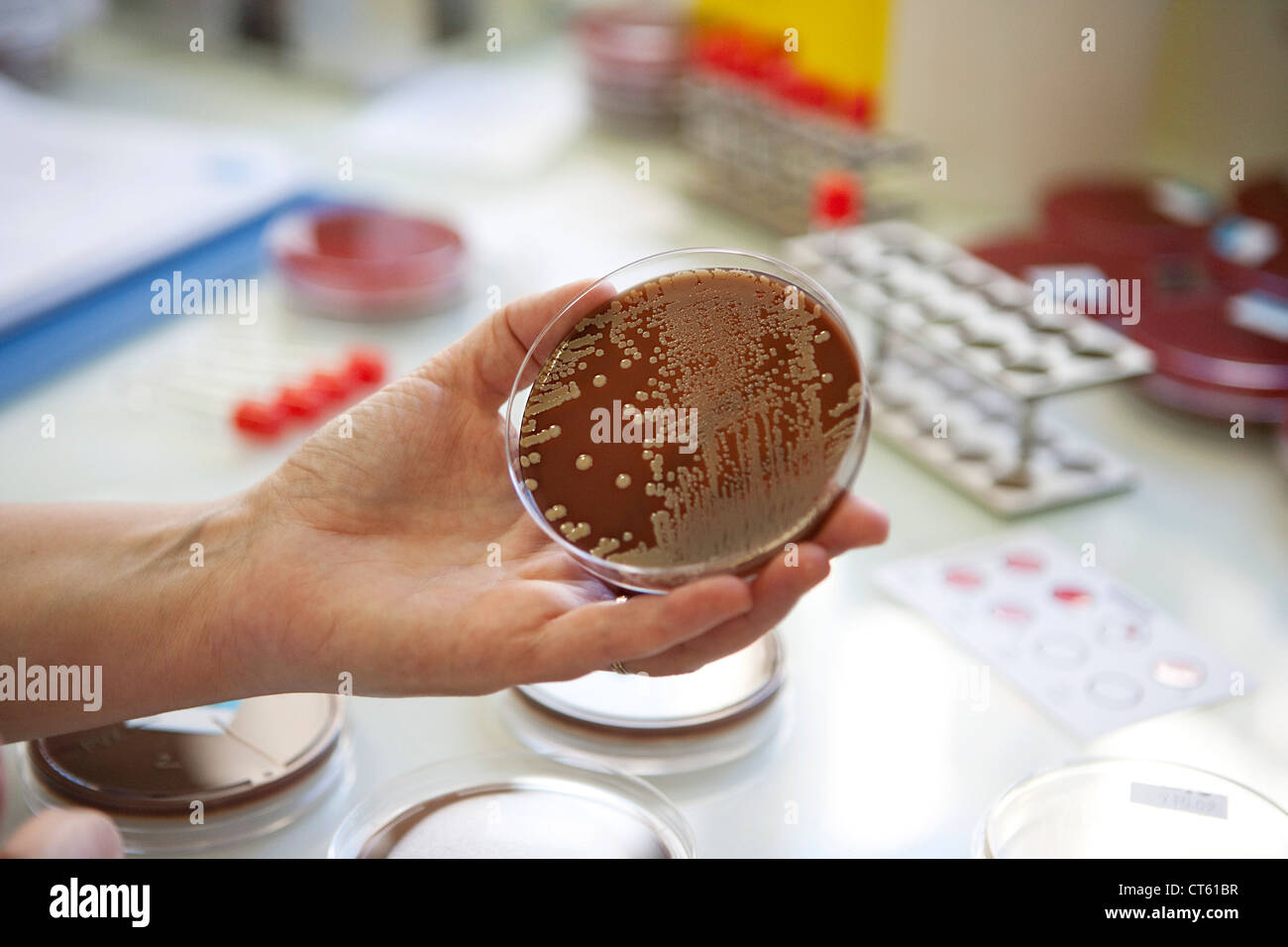 Humans and petri dish hires stock photography and images Alamy