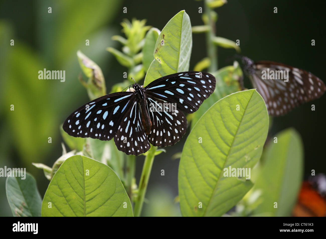 Insect insects butterflies hi-res stock photography and images - Alamy