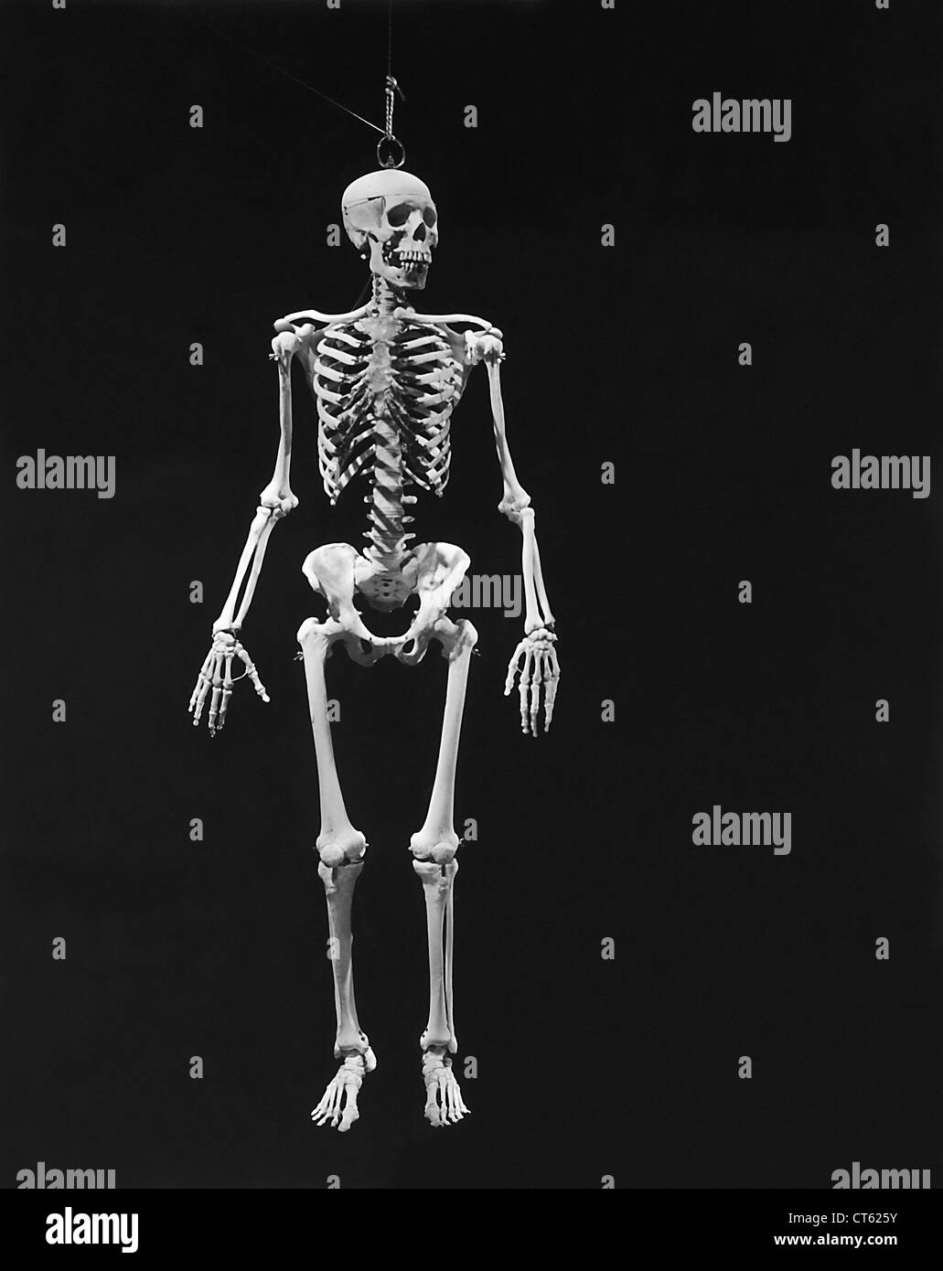 Vintage human skeleton Stock Photo