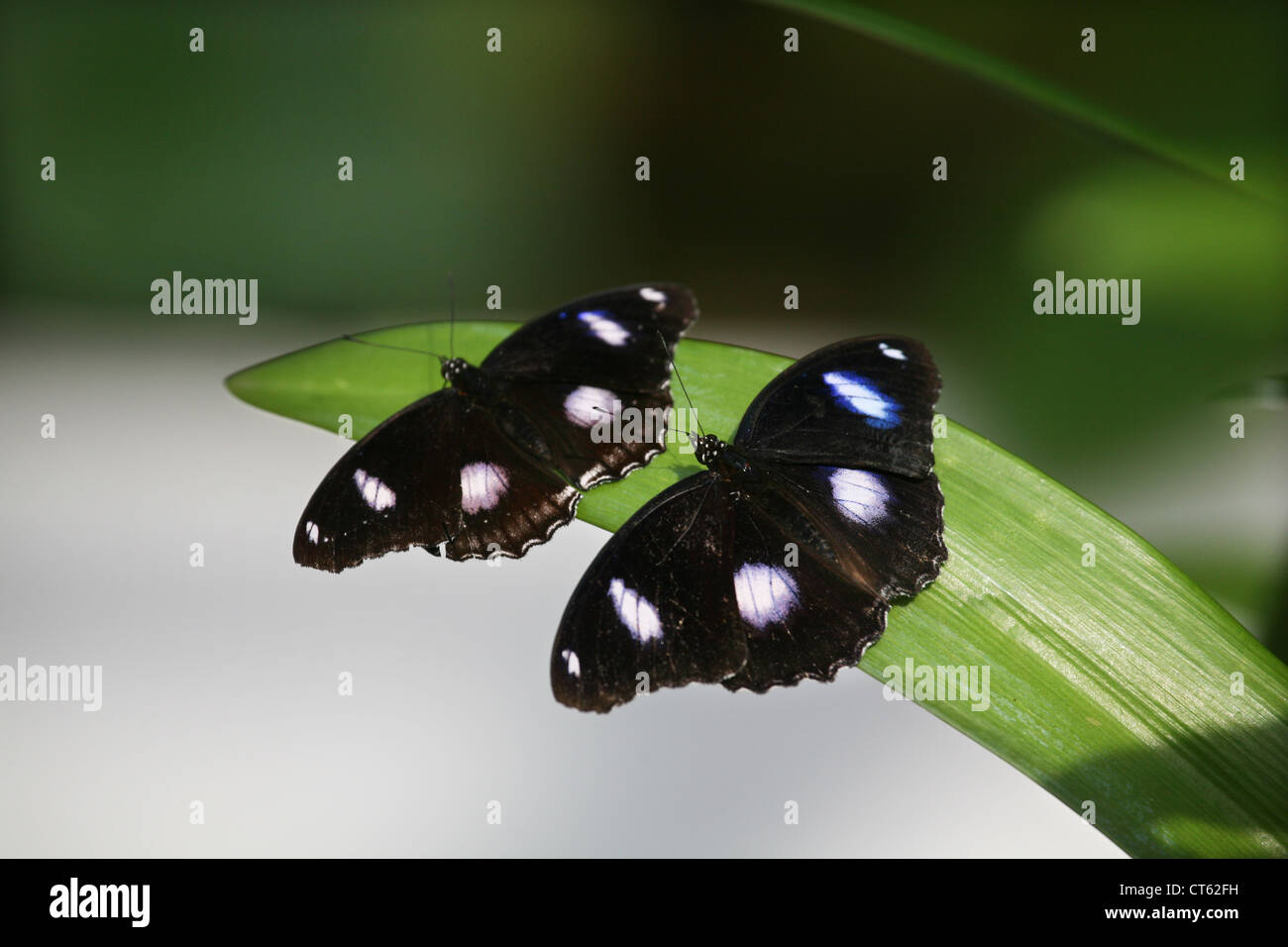 two Butterflies, Thailand, Phuket Stock Photo Alamy