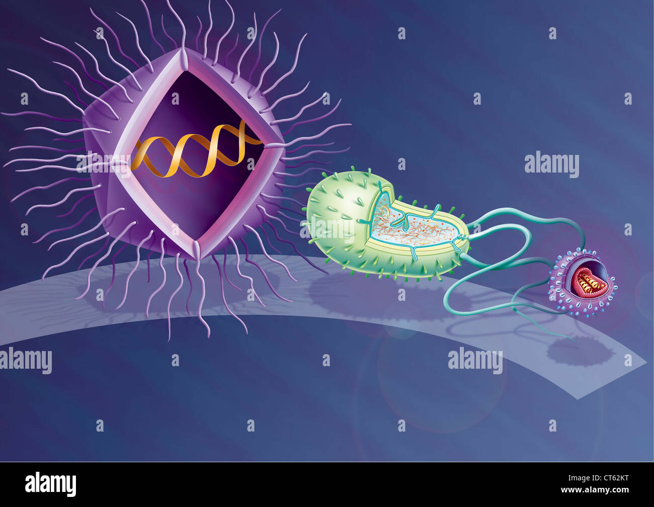 строение прокариот и эукариот. классификация живых организмов. вирусы являются эукариотами. классификация микроорганизмов прокариоты и эукариоты. вирусы являются эукариотами.