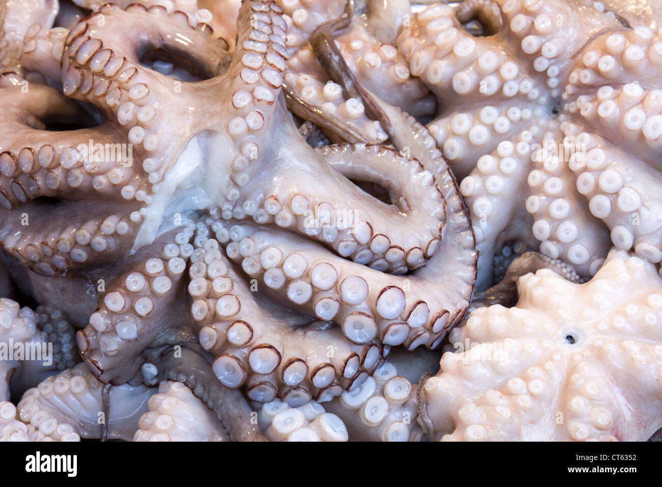 Inkfish hi-res stock photography and images - Alamy