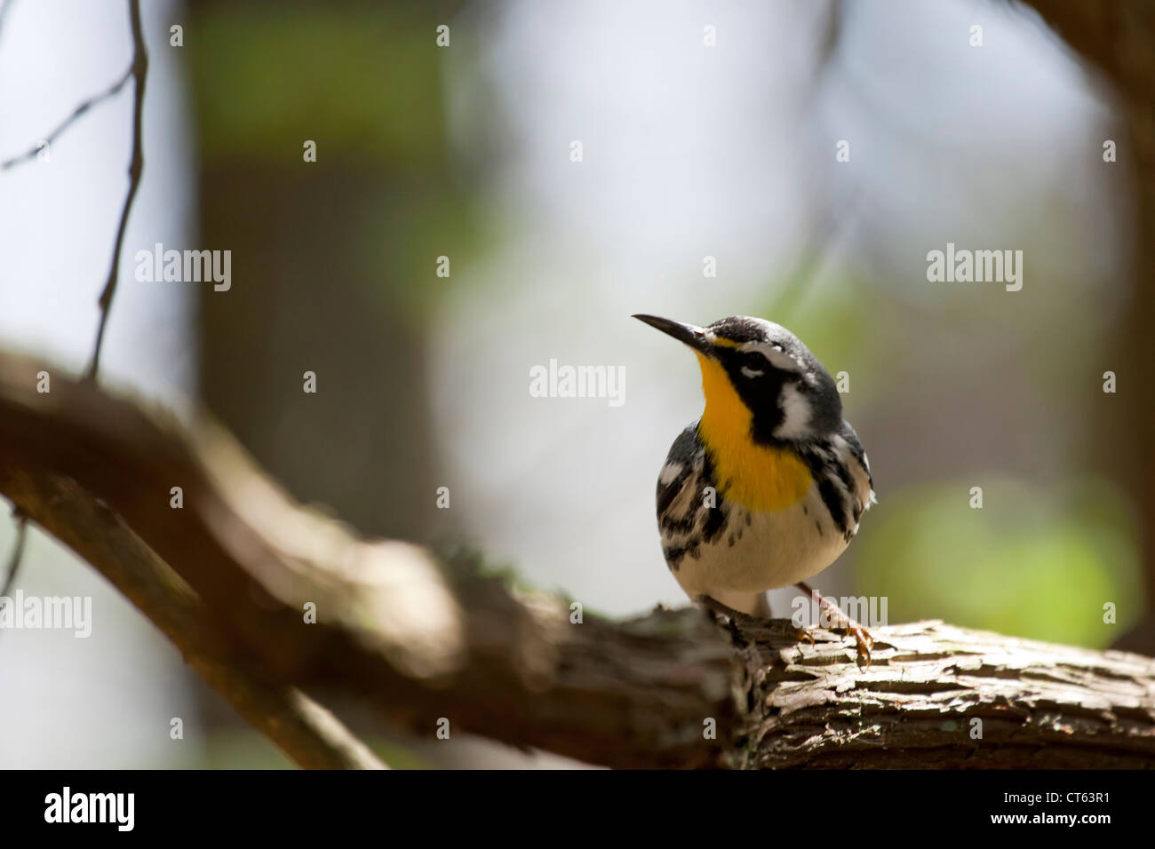 Yellow-throated warbler -  Dendroica dominica Stock Photo