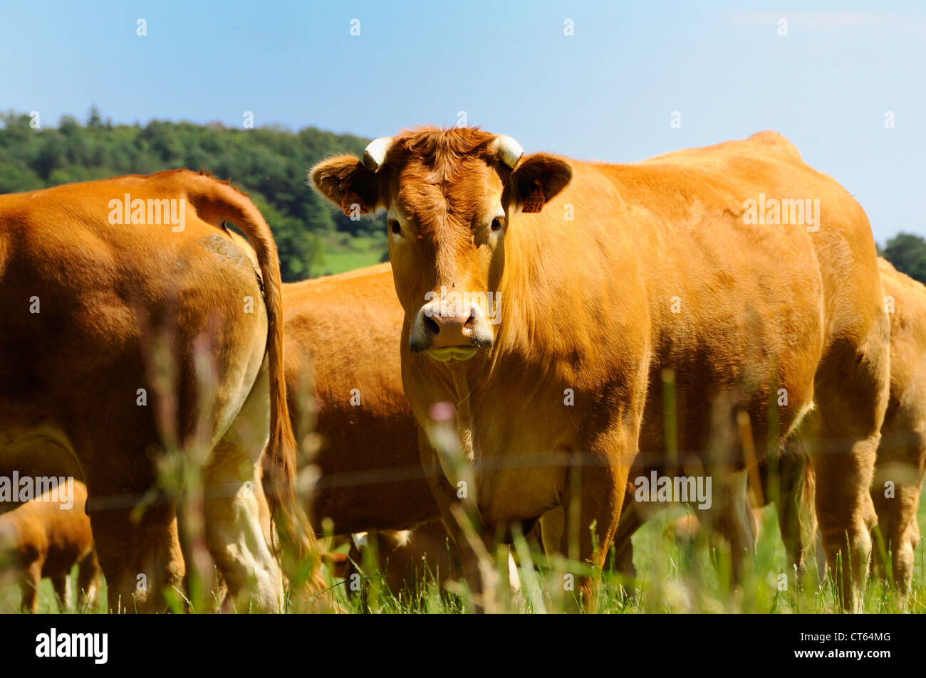 Domestic cow hi-res stock photography and images - Alamy