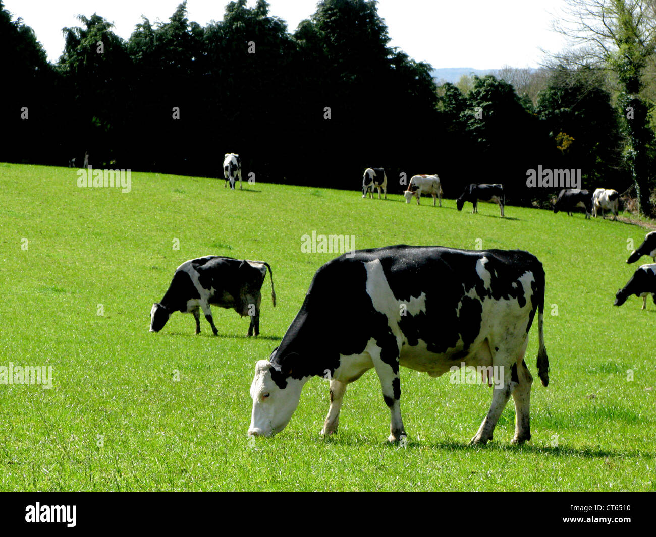 Holstein Cattle High Resolution Stock Photography and Images - Alamy