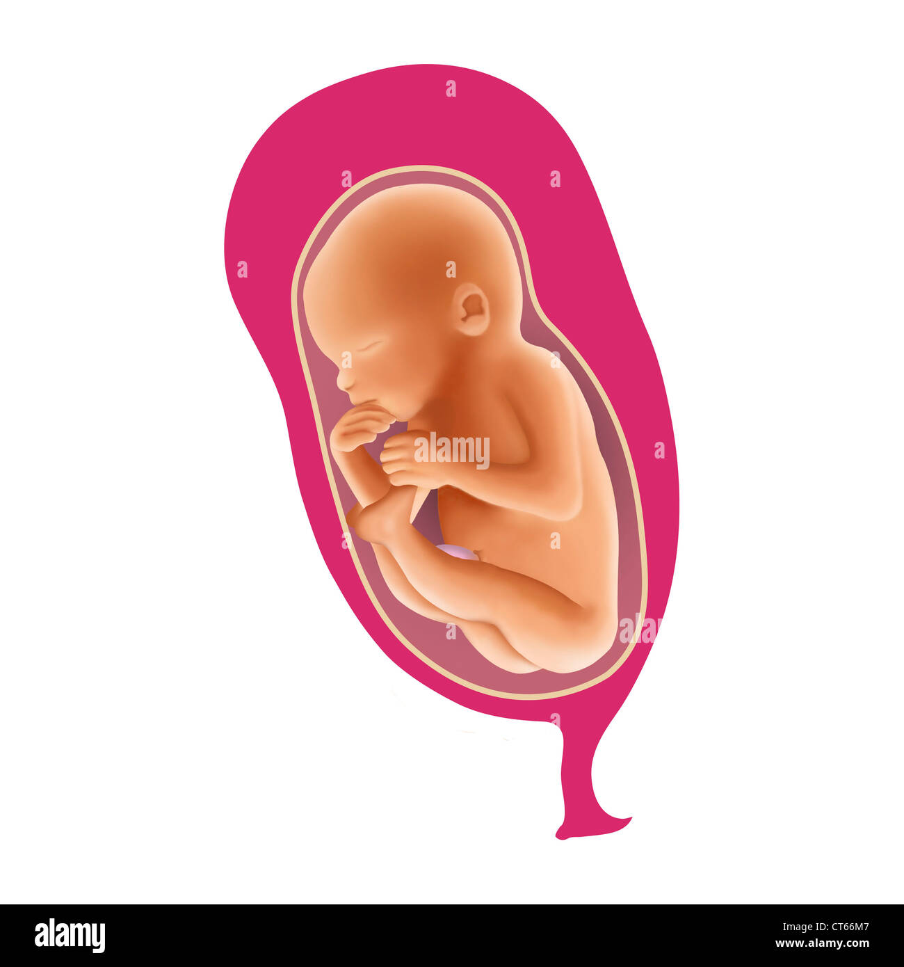 Fetal position Cut Out Stock Images & Pictures - Alamy
