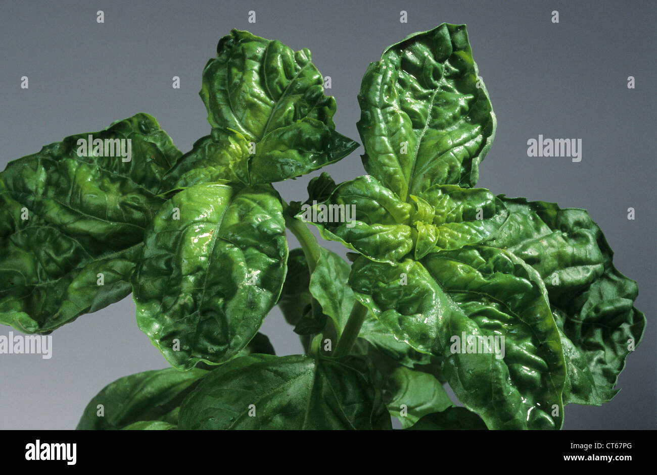 Ocimum basilicum mammoth basil hires stock photography and images Alamy