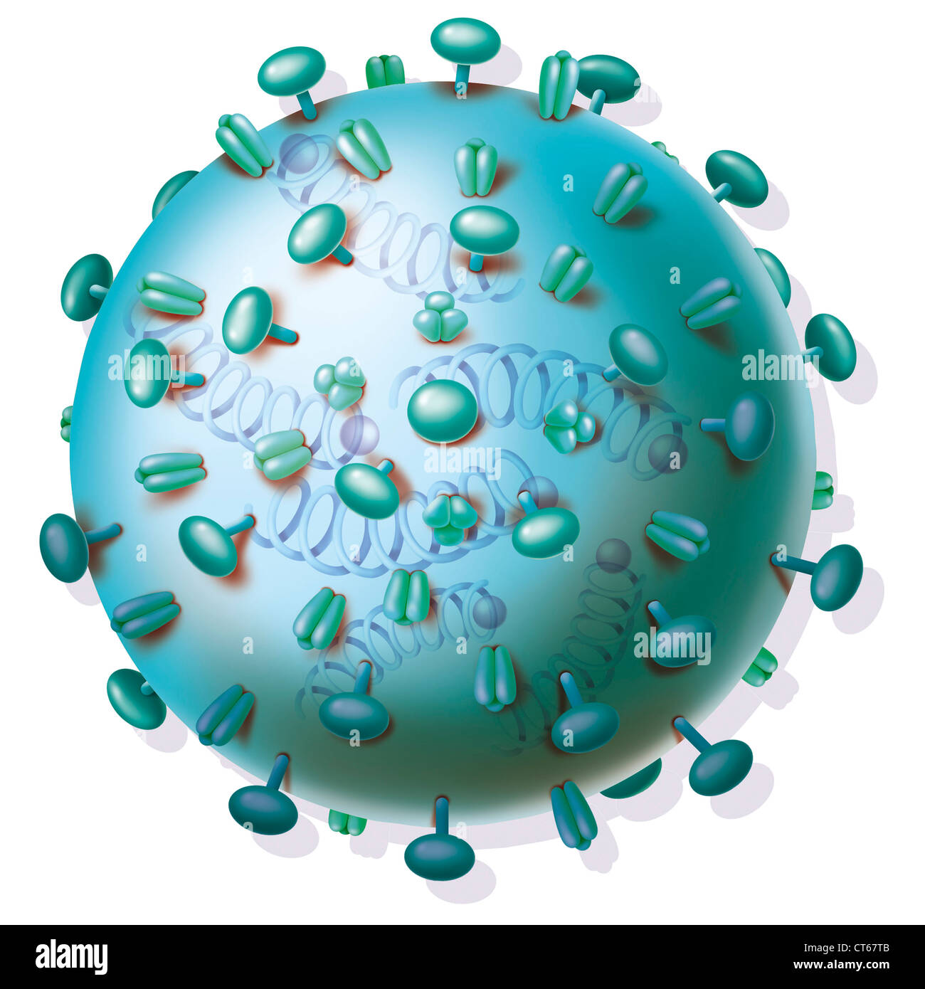 Influenza Virus Drawing Stock Photos & Influenza Virus Drawing Stock ...