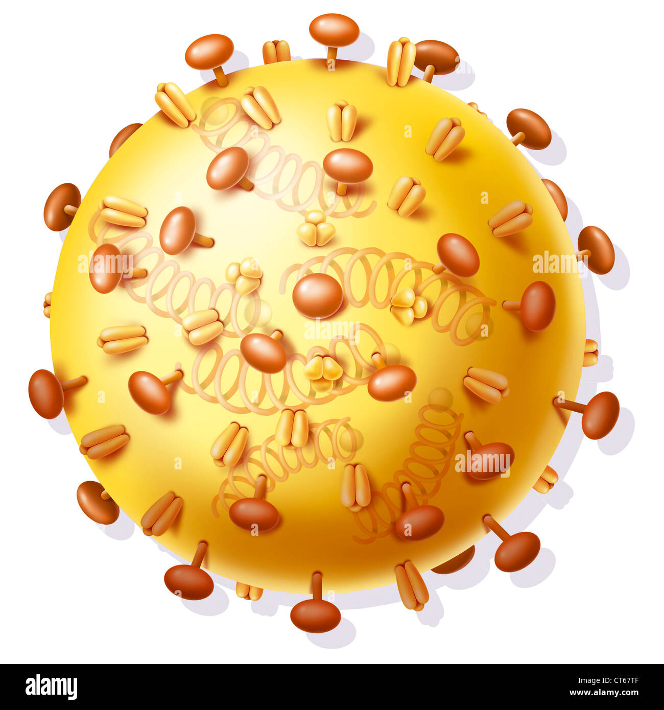 Influenza ha hi-res stock photography and images - Alamy