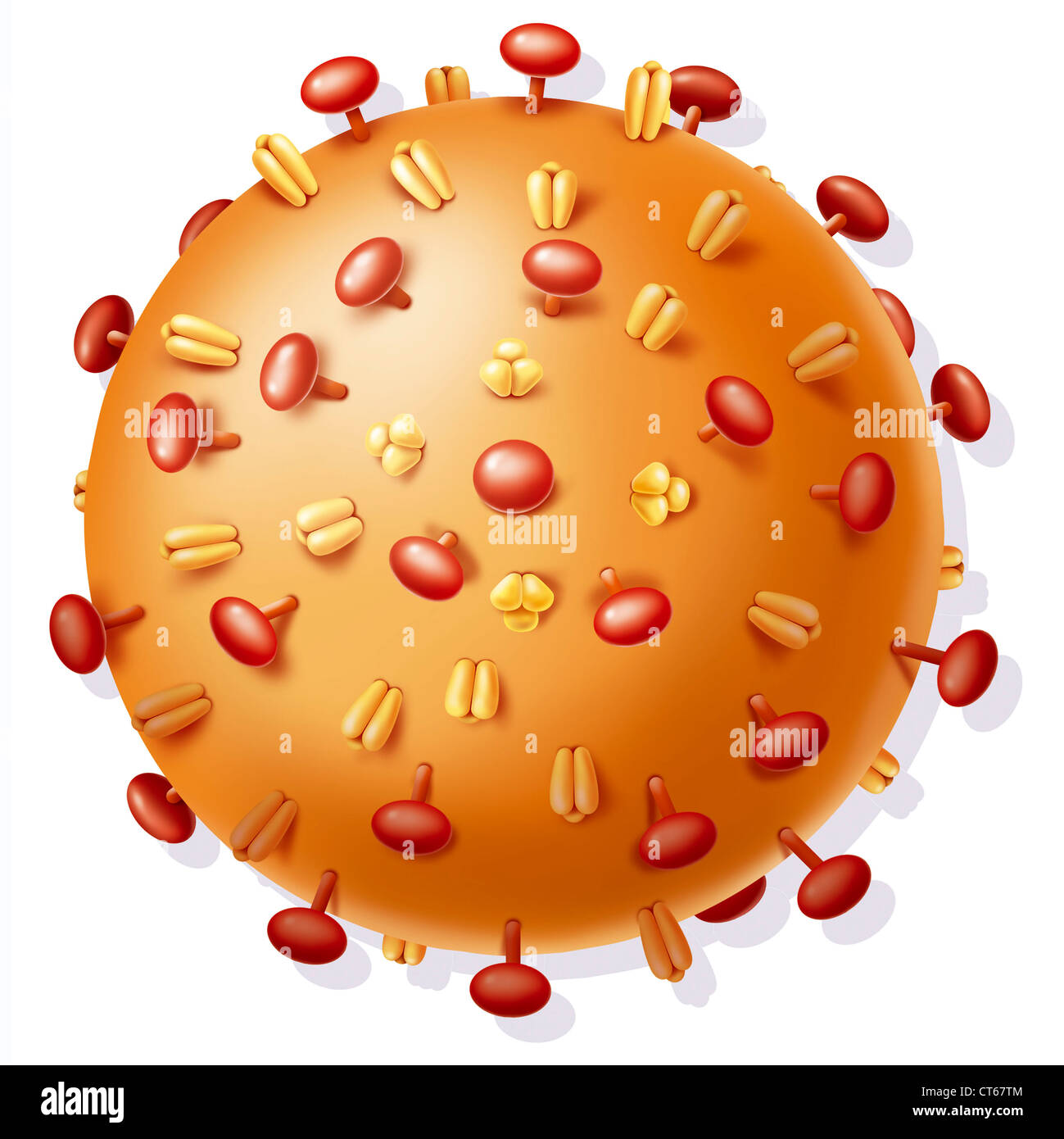 INFLUENZA VIRUS Stock Photo