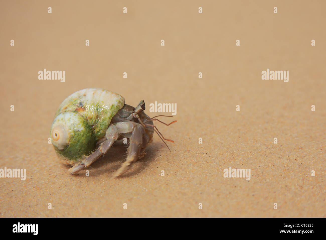 Hermit crab on the beach Stock Photo