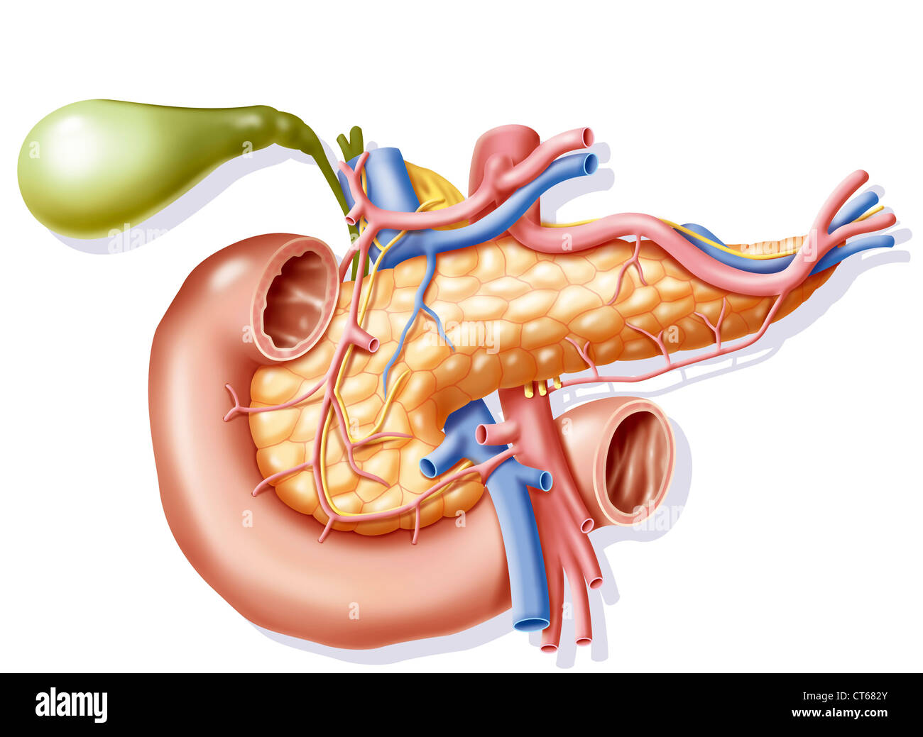 PANCREAS, DRAWING Stock Photo