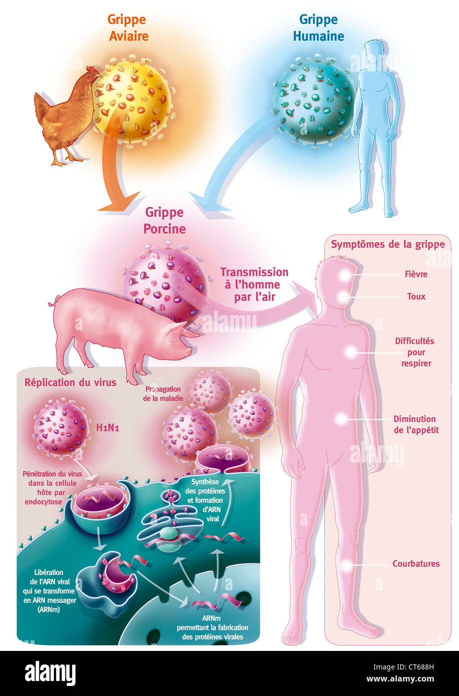 Infection and contagion hi-res stock photography and images - Alamy
