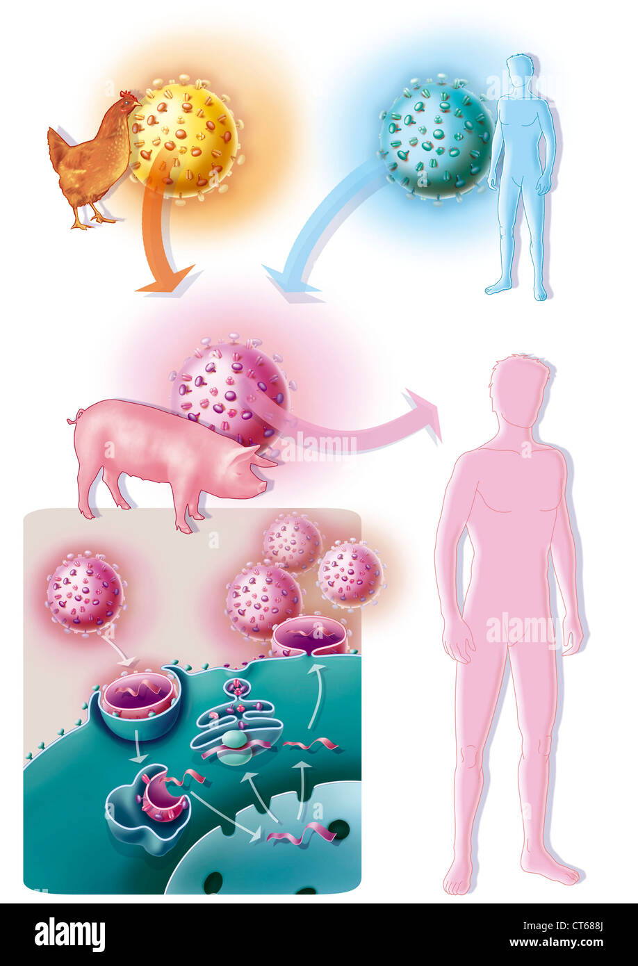 INFLUENZA A H1N1 INFECTION Stock Photo
