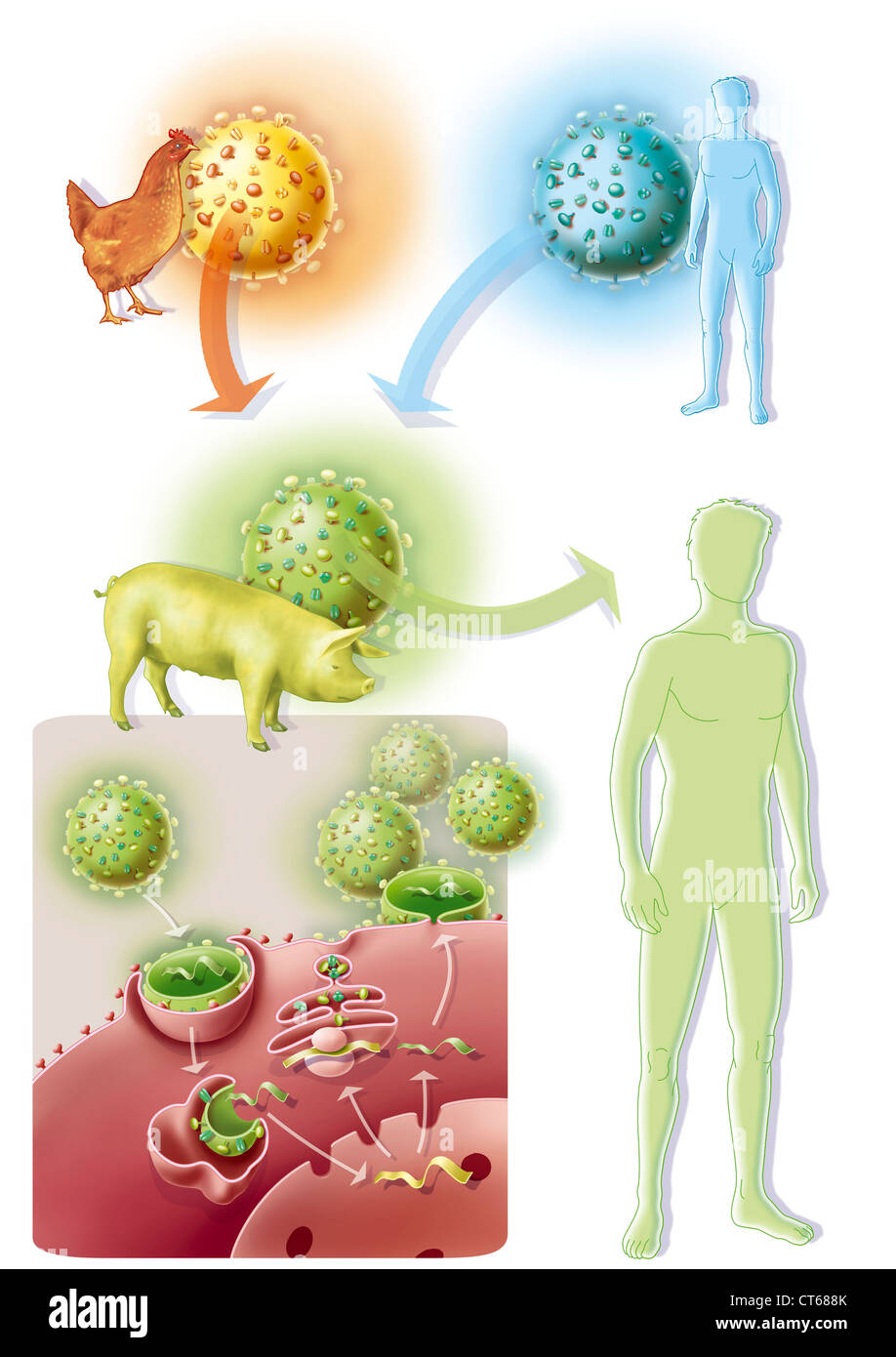INFLUENZA A H1N1 INFECTION Stock Photo