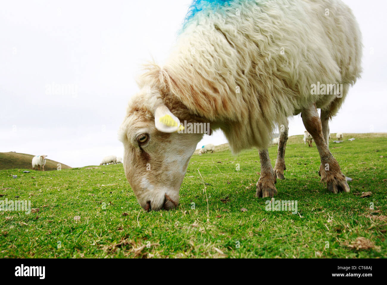 Ewe nutrition hi-res stock photography and images - Alamy