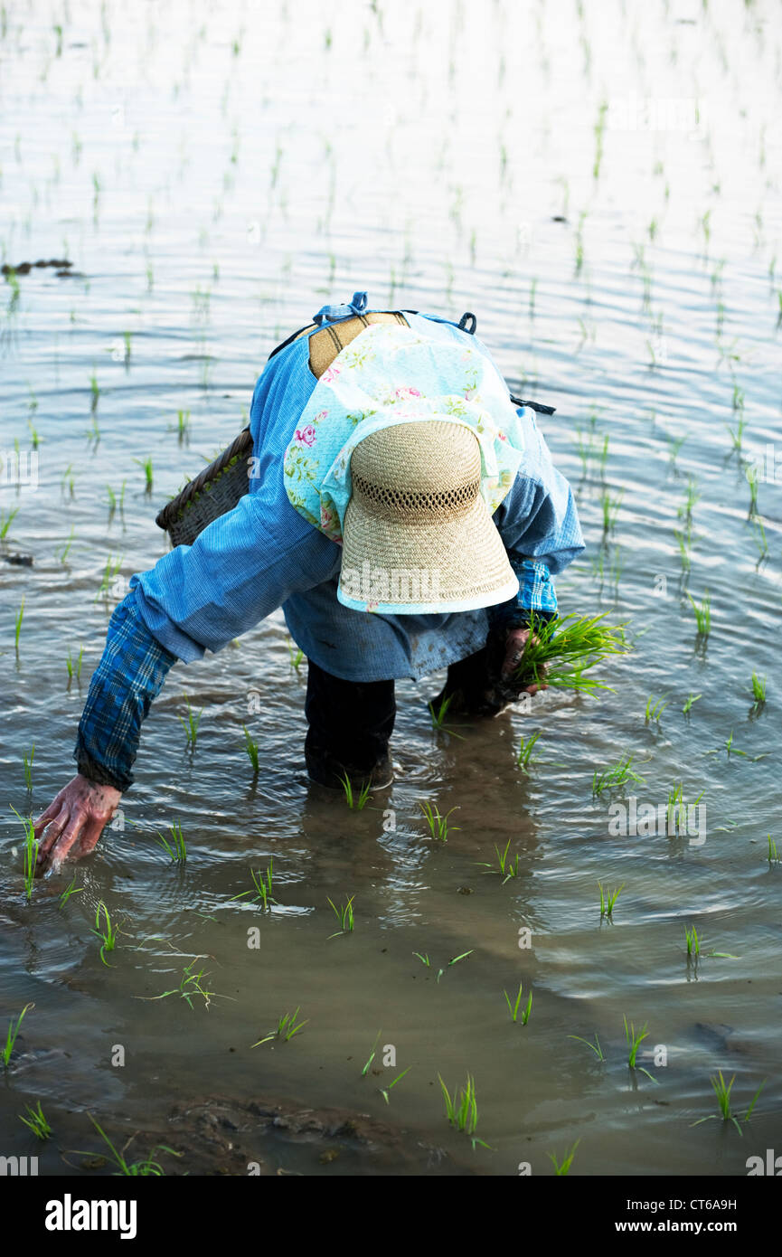 An elderly Japanese woman hand planting rice in a wet paddy field. Stock Photo